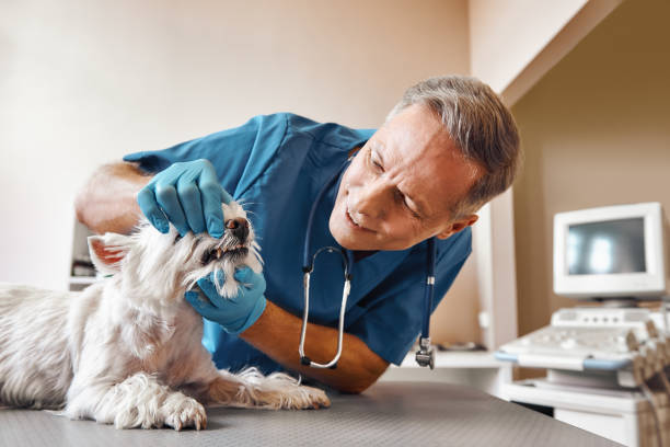Best Urgent Care for Lost Fillings or Crowns in Desoto Lakes, FL